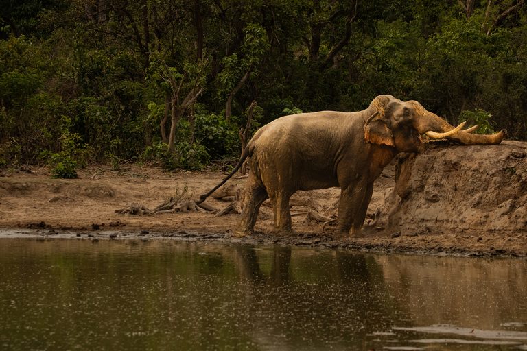 big elephant amangarh tiger reserve