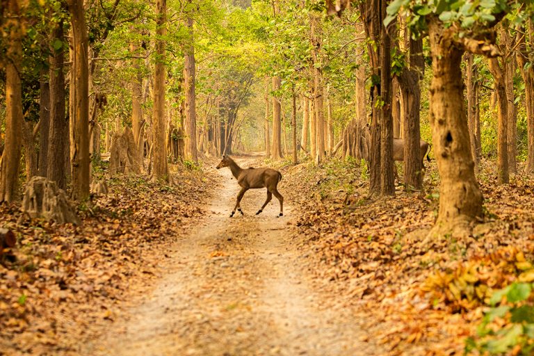 blue bull calf crossing amangarh tiger reserve
