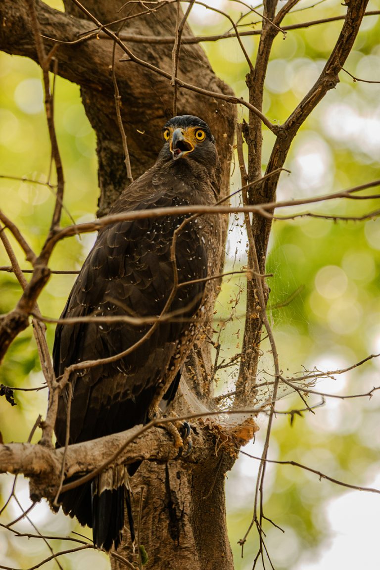 crested serpent eagle amangarh tiger reserve
