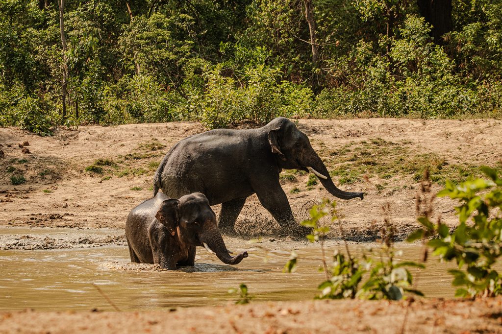 elephants amangarh tiger reserve