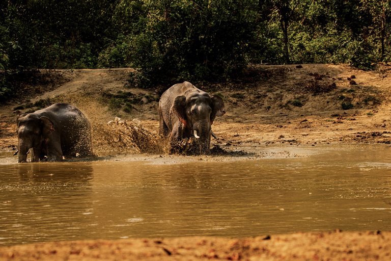 elephants water area amangarh tiger reserve