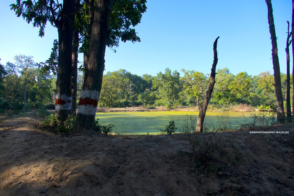 forest water area amangarh tiger reserve