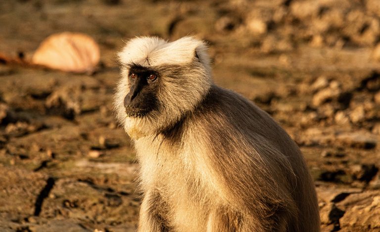langur monkey amangarh tiger reserve