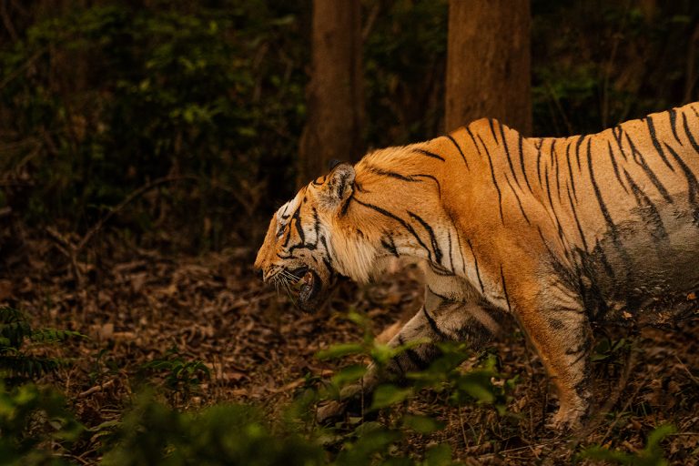 male tiger amangarh tiger reserve