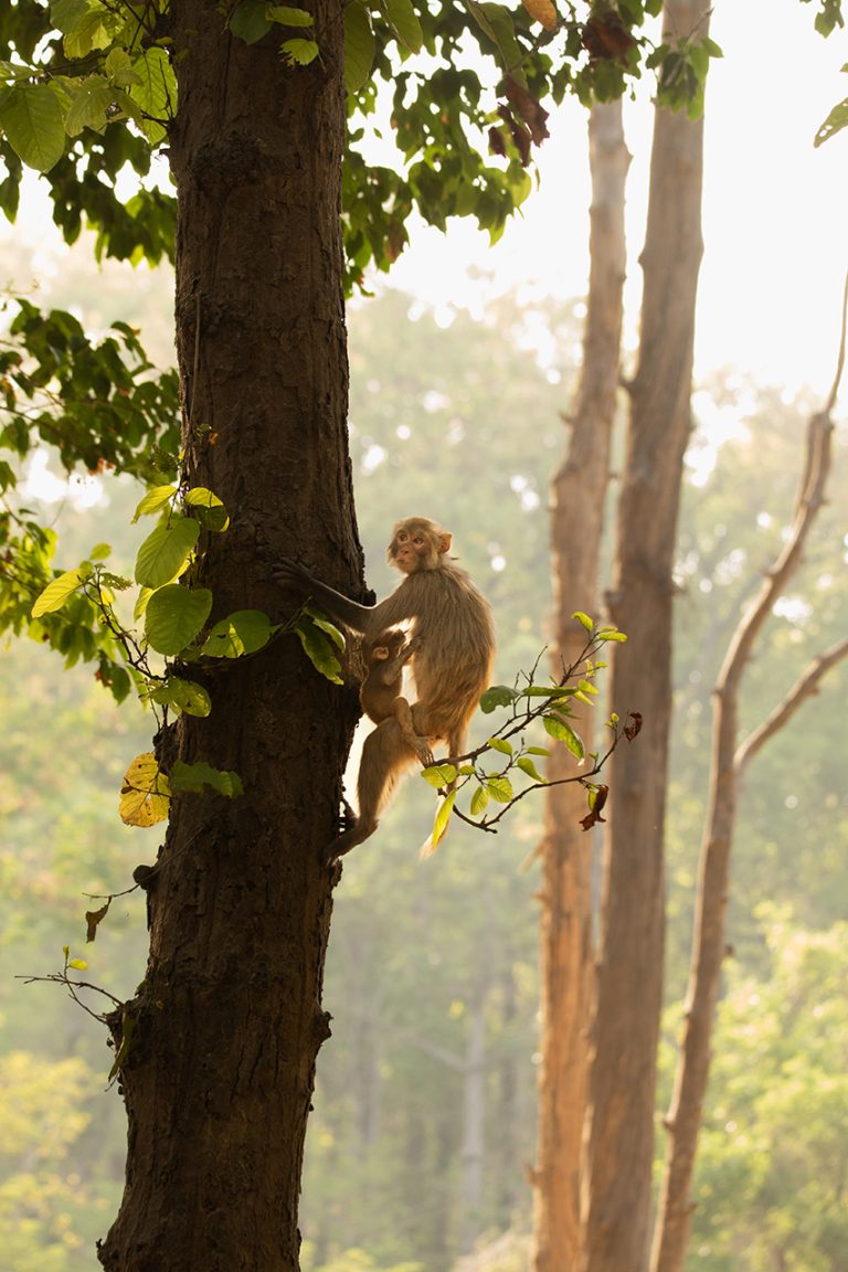 rhesus macaque amangarh tiger reserve