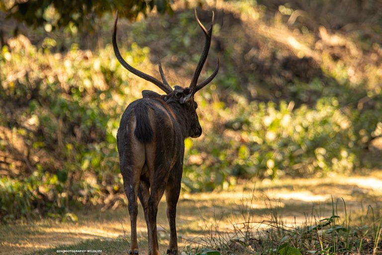 sambar deer amangarh tiger reserve