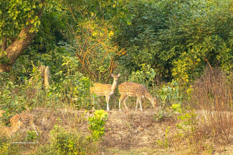 spotted deer amangarh tiger reserve