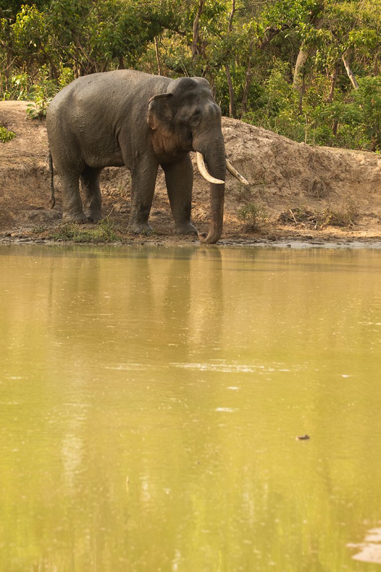 standing elephant water area amangarh tiger reserve