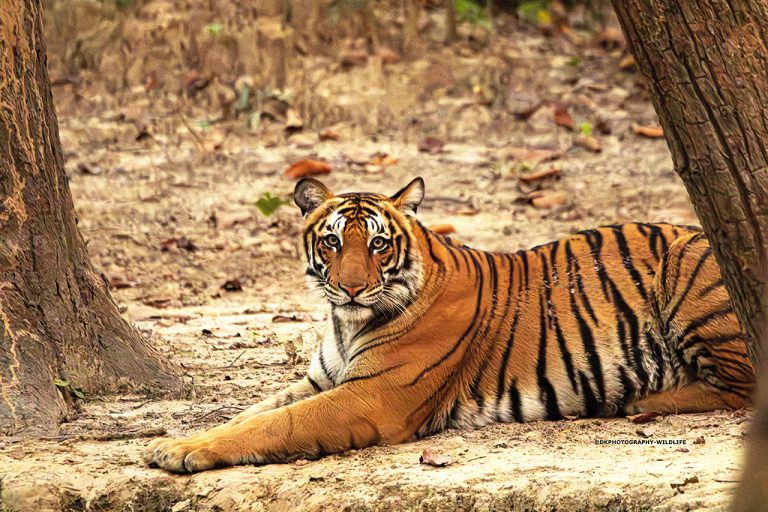 tiger sitting amangarh tiger reserve