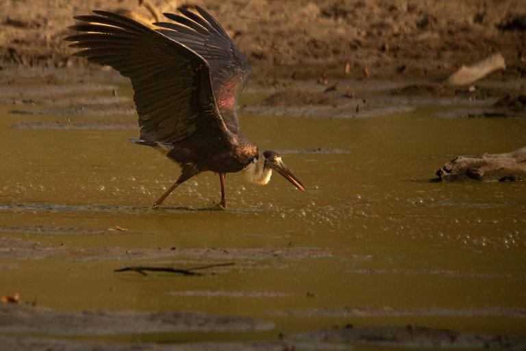 wooley neck stork amangarh tiger reserve